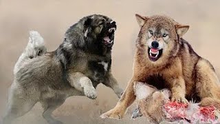 معارك داميه بين كلاب الكنغال والذئاب تنتهي بموت الذئاب | الكلاب تستطيع قتل الذئاب
