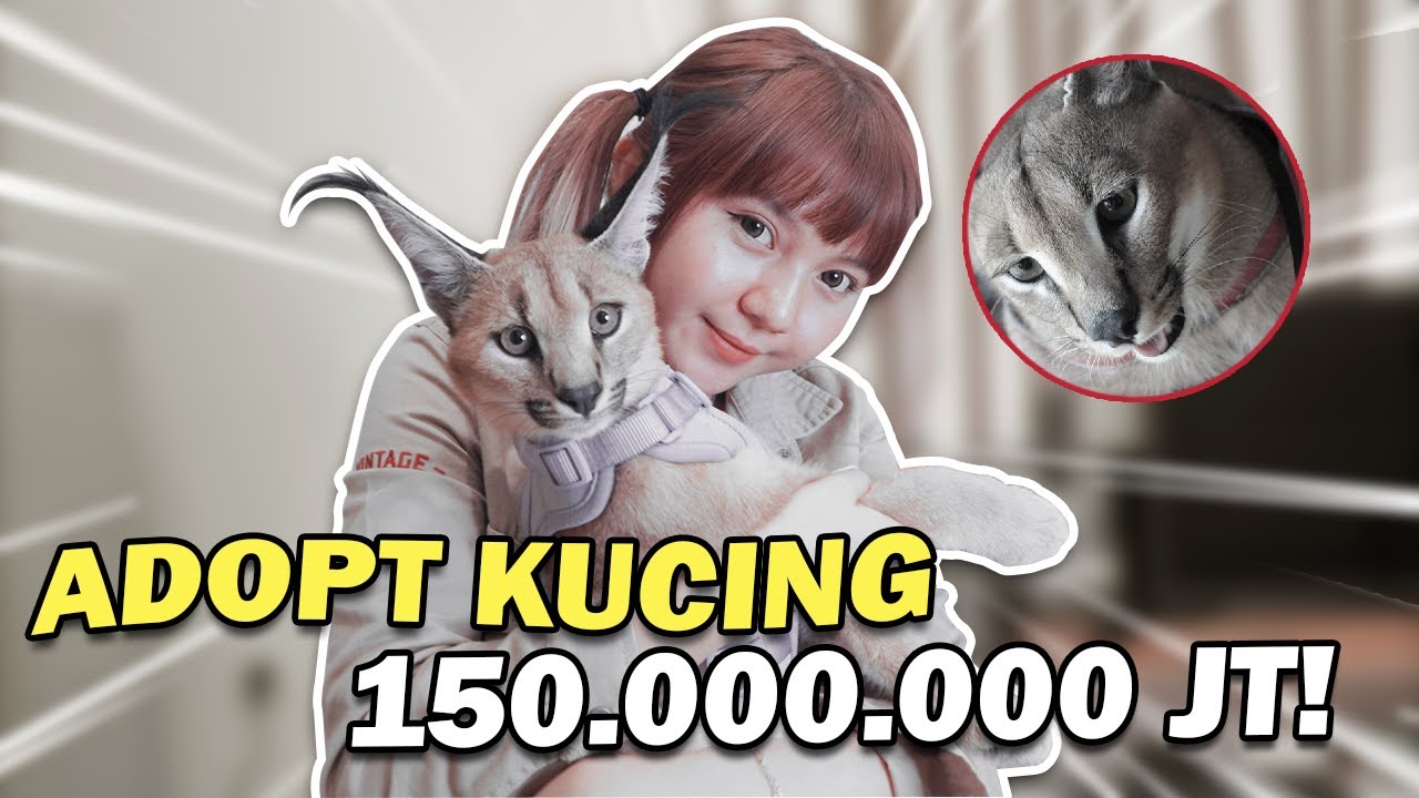AKU PUNYA KUCING HUTAN CARACAL !! SEHARGA MOBIL!!