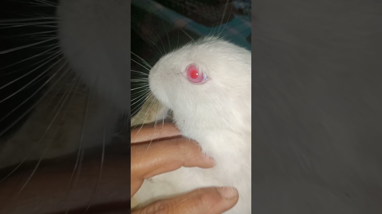 pure white rabbit 🐇 beautiful khargosh