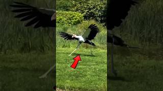 Ave Secretaria de África: Exotica y Majestuosa #secretarybird #serpentario #aves Ave Secretaria de África: Exotica y Majestuosa #secretarybird #serpentario #aves