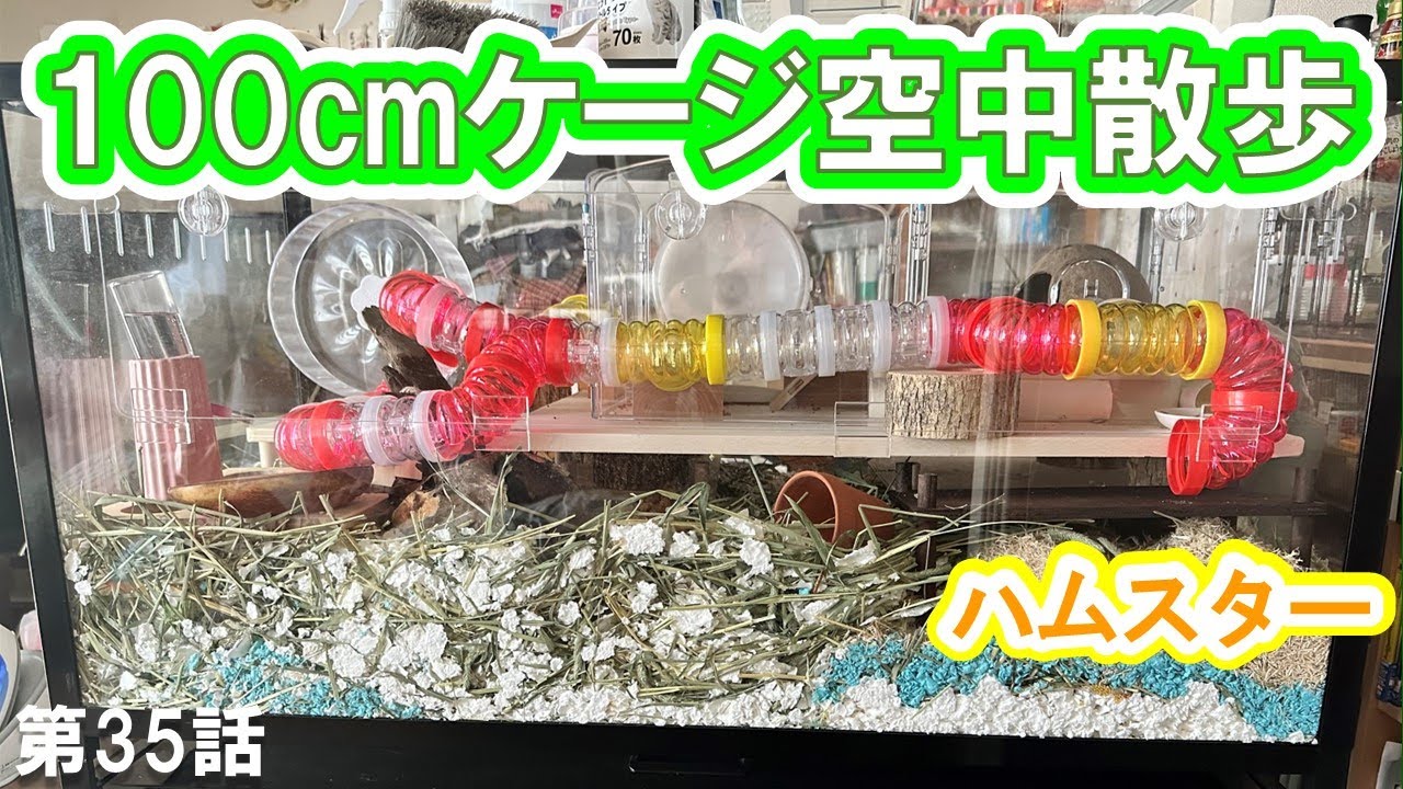 Hamster] We added a second floor to our extra-large 100cm cage