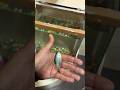New gourami fish added #gourami #newtank #tanksetup #status #kurla #shorts