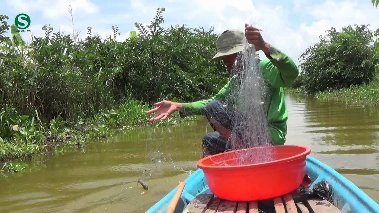 Giăng lưới bắt cá đồng của dân miền tây - Use fishing net | Sắc Màu VN ...