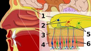 Neurogastronomy | Wikipedia audio article