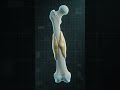 fractured bone Repairing process#explain