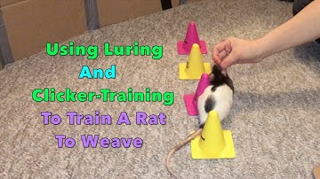 Using Luring And Clicker-Training To Train A Rat To Weave