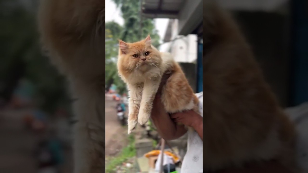 Guwahati Best pet shop||