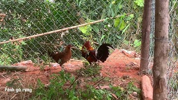 Gà rừng rặc 2năm chuồng