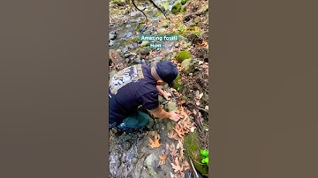 fossil hunt #youtubeshorts #fypシ #yp #shorts #fossildiscovery #fossil #fossils #short #paleontology
