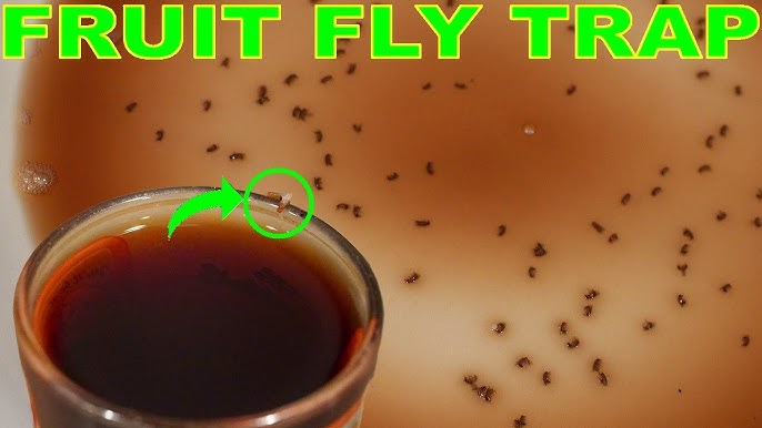 How to Get Rid of Fruit Flies