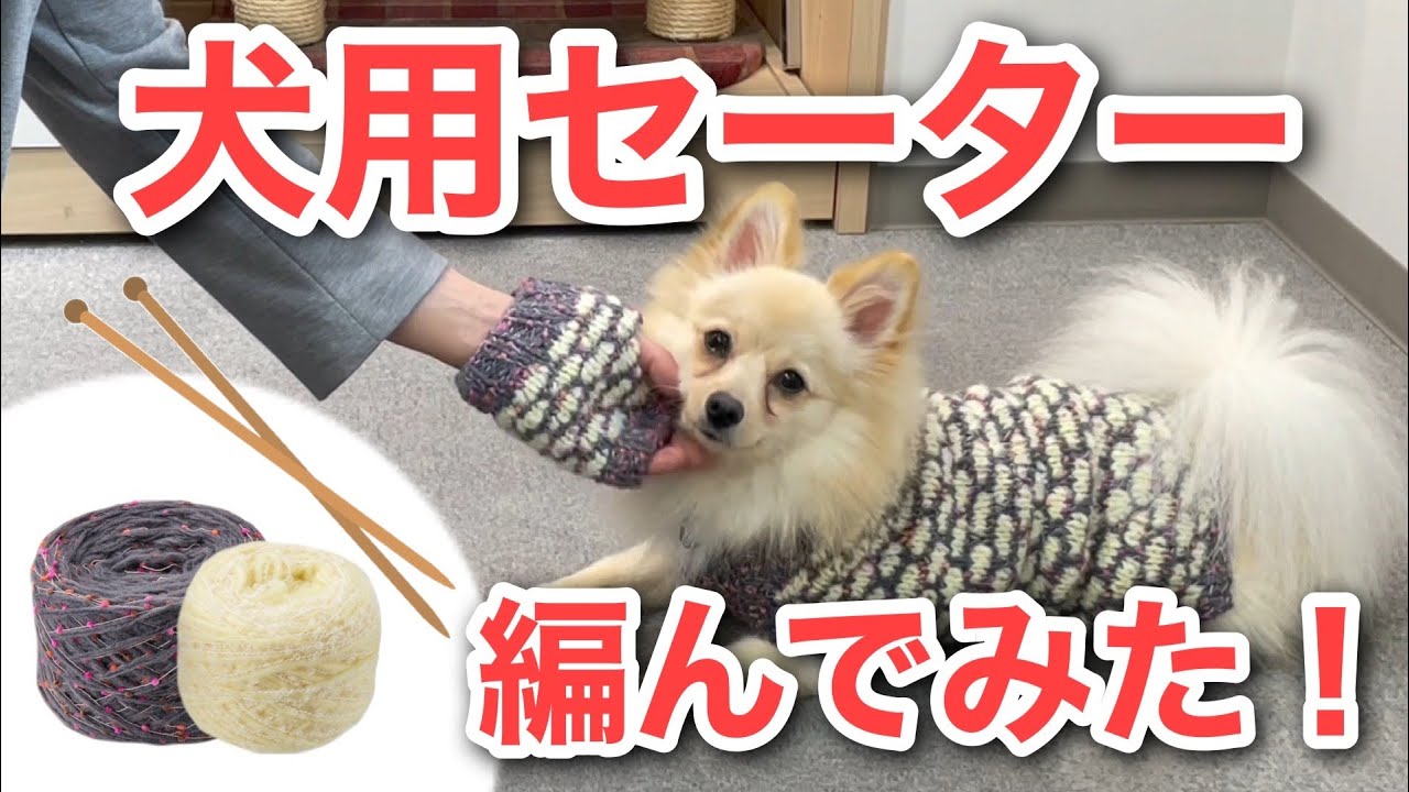 挑戦＠おうち時間】犬用セーター編んでみた！ - YouTube