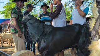 1 juta !! Jantan Hitam Mulus Harga Murah !! Cocok Isi Kandang !! Pasar Kambing Kerek