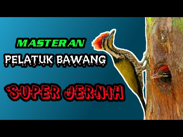 MASTERAN PELATUK BAWANG SUARA JERNIH+JEDA...(KOMBINASI GEMERICIK AIR MENGALIR)!!!! class=