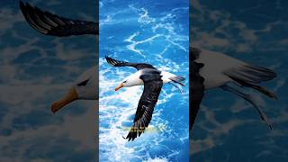 Pengembara Langit: Keajaiban Albatros Sang Penjelajah Samudra #Albatros #BurungLaut  #SatwaLiar