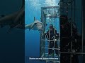 fact about shark 🦈 #viral #youtubeshorts #shark