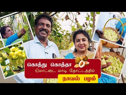 மொட்டை மாடியில் நாவல் மரம் | மொட்டை மாடி தோட்டம் Tips | Anitha Pushpavanam Kuppusamy Madi Thottam
