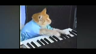 кіт грає на піаніно  | кот играет на пианино  #вреки #2023 #врекомендации #словопацана #country ##