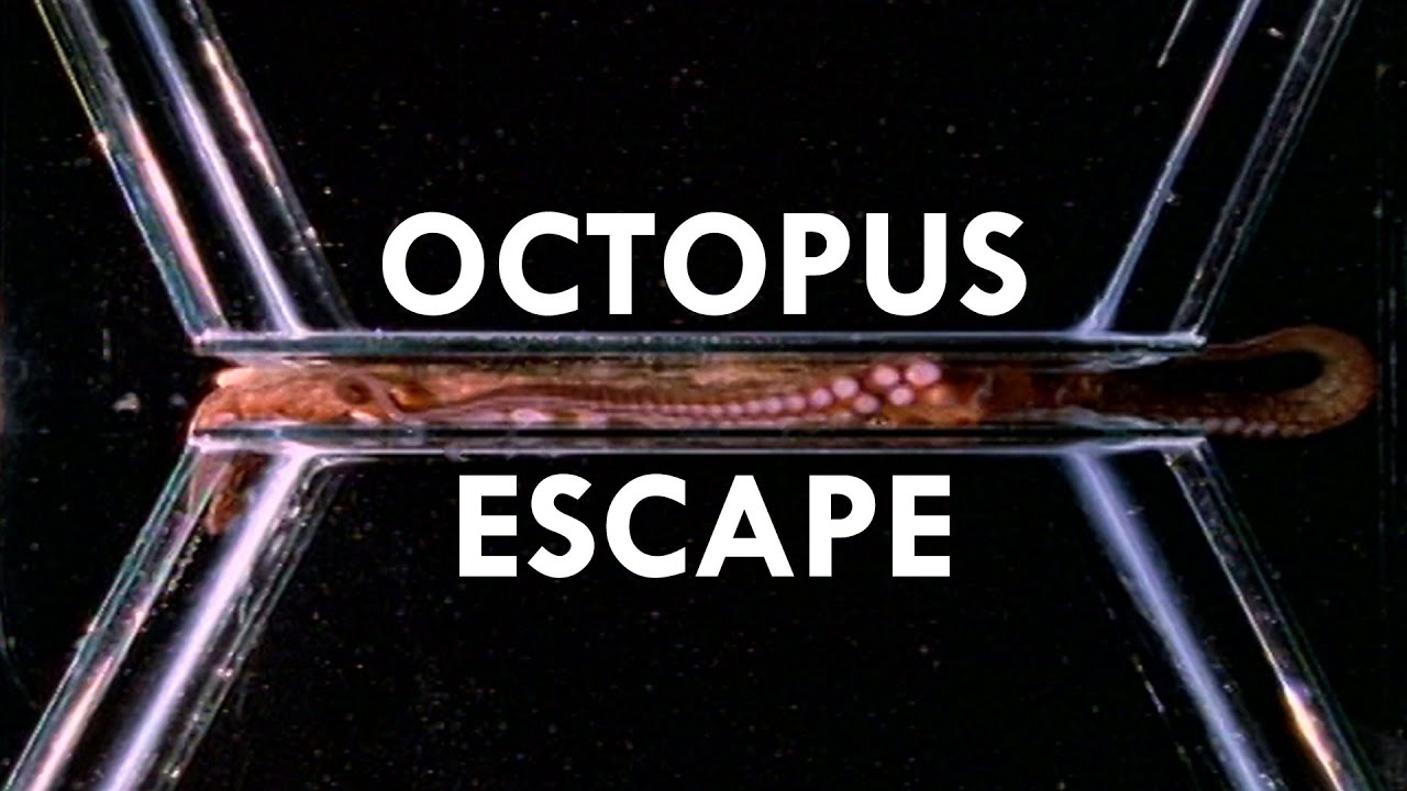 Octopuses are the World’s Greatest Escape Artists (Ft. PhilosophyTube)