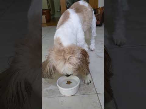 Is your dog not drinking enough water? treat that won't cause choking when wet supervise dog so they