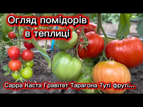 Greenhouse Tomato Review as of July 10