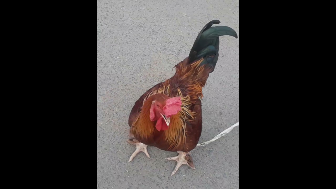 سوق الطيور و الحلقة الغنم بجدة 2021