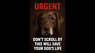 One Injection Away from Disaster: The Truth About Librela Side Effects. (Must/Watch for Dog Owners)”