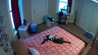 cats on security cam by Rachel 135 views 7 years ago 16 seconds