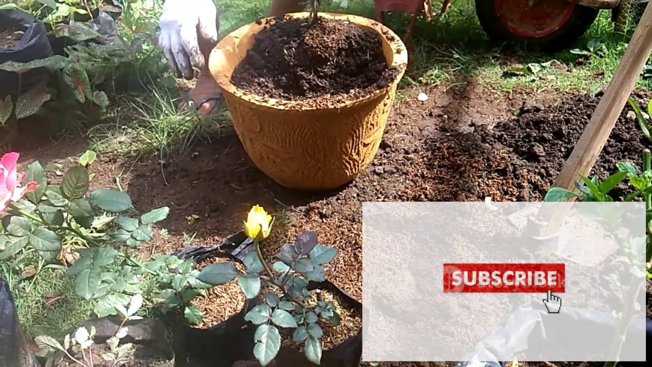 Cara membuat media tanam dan menanam bunga mawar dalam pot  YouTube