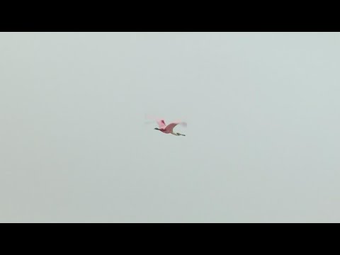 'Pink Floyd' flamingo from Kansas zoo spotted in Texas