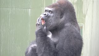 Shabani enjoying the rainAnnie doesn't like rain☂