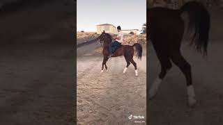 فعاليات الباحه خيل عربي اصيل 🔥اجمل من يرقص