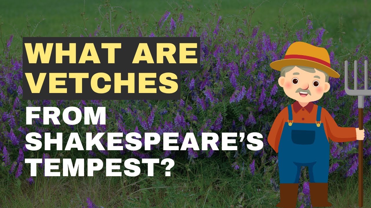 What is a "vetch" plant, and how was it used in Shakespeare's lifetime?