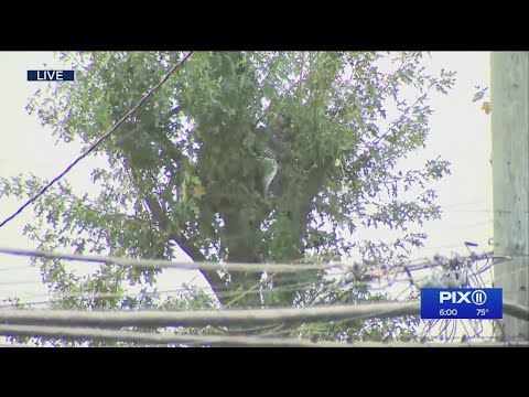 Man sits in Queens tree for more than 24 hours evading NYPD as officers negotiate