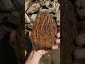 Partial Mammoth molar found in North Texas!!