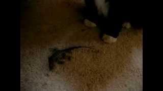 Cat vs Lizard by The Funniest Animals 277 views 9 years ago 20 seconds
