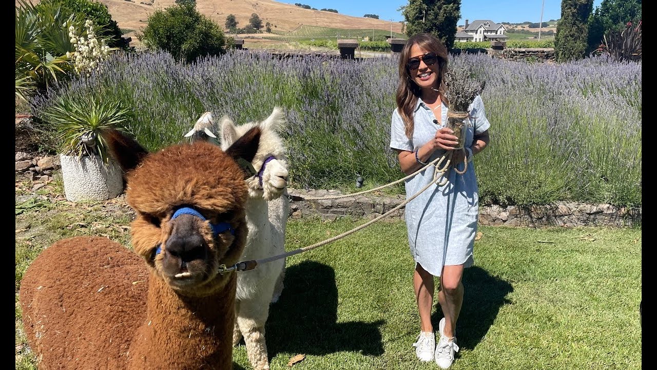 The Health Benefits of Lavender Fields and Frolicking Alpacas | California Live | NBCLA - NBCLA