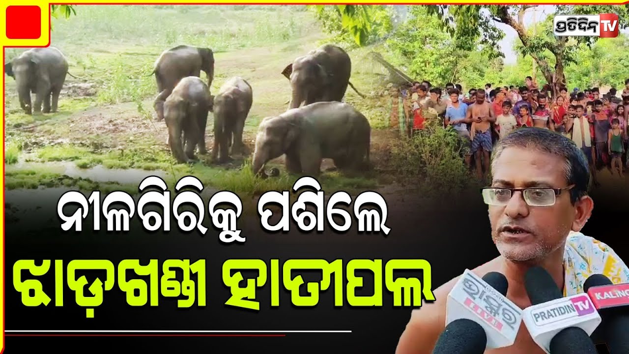 ନୀଳଗିରି ରେ ୪୬ ଟିକିଆ ଝାଡ଼ଖଣ୍ଡ ହାତୀ ପଲ , ଭୟଭୀତ ଗ୍ରାମବାସୀ l Balasore