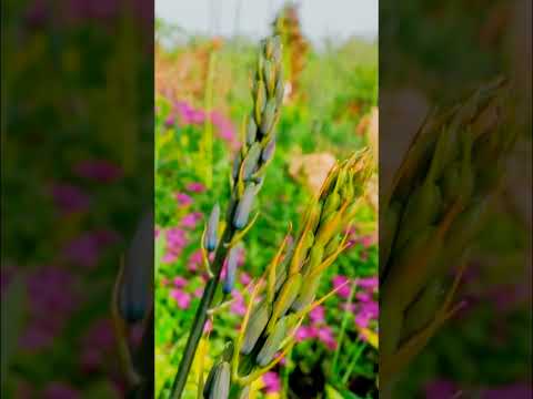 Video: Camassia-kukka: viljely ja hoito