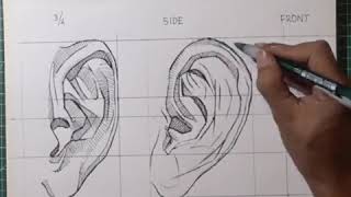 All Types of Nose And Ear Drawing Tutorial  With Easy Steps | By All Time ART