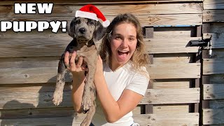 SURPRISING MY FAMILY WITH NEW PUPPY! WHAT WILL THEY THINK?!