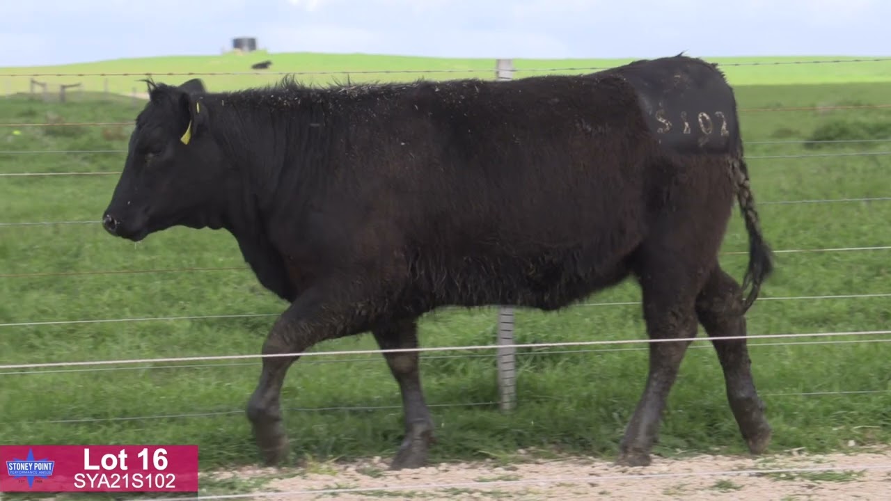 Lot 16 SYA21S102 Stoney Point 2022 YouTube