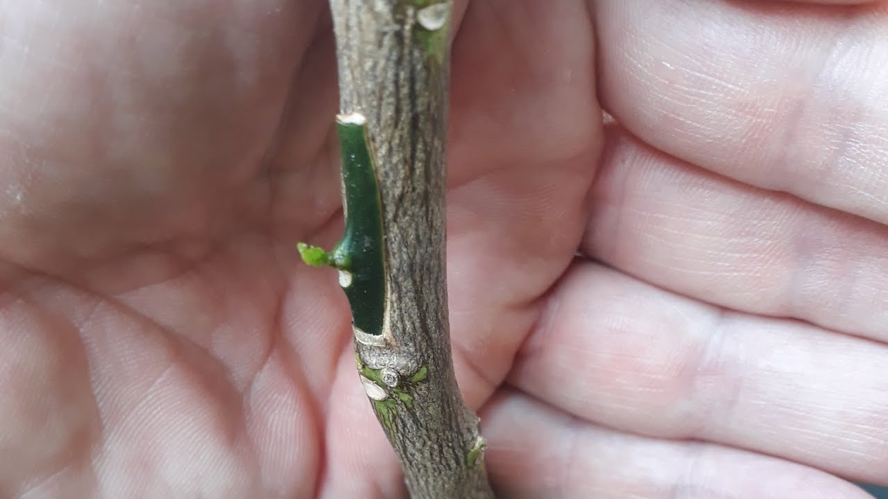 Portakal,mandalina,limon,lime,   narenciye,yongalı göz aşısı tekniği..