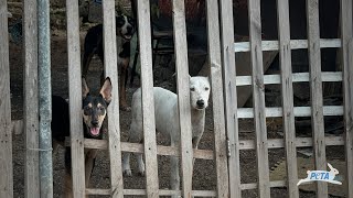 How Peta Is Helping Dogs & Cats In Mexico