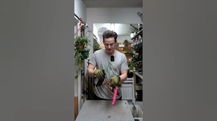 Stop root rot, clean roots, appropriate size pot, fresh soil=happy #houseplants #repotting