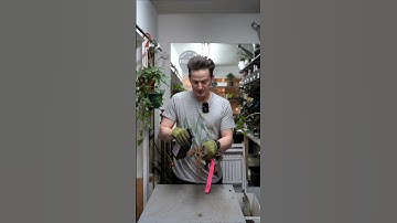 Stop root rot, clean roots, appropriate size pot, fresh soil=happy #houseplants #repotting