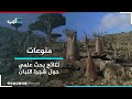 جامعة تشيكية تعلن نتائج بحث علمي حول شجرة اللبان في سقطرى 