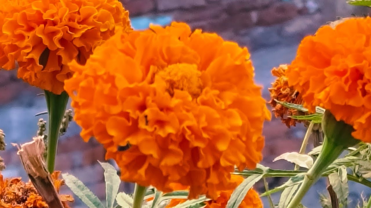 जय सियाराम मेरे लाईव से जुड़े प्लीज लाईक शेयर करें #live#like#support#virallive#share#subscribe#yts