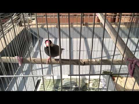 Java Sparrow or Java Finch | Padda oryzivora | popular cagebird