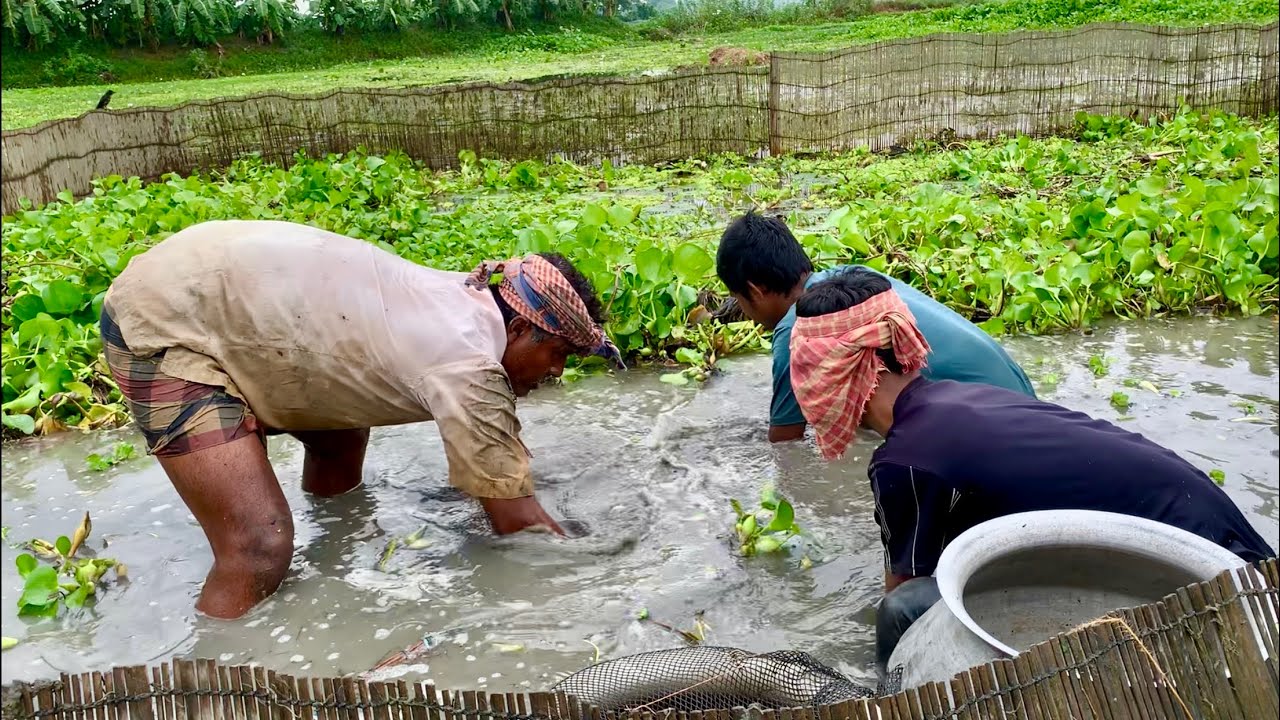 আজ বিলে তিন জনে বানা বের দিয়ে এত মাছ পাব ভাবিনি।new village fishing videos in Bangladesh 2024.