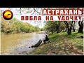 Вобла! Золото Астрахани / Рыбалка на поплавочную удочку